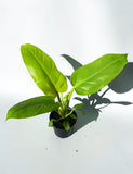 Philodendron 'Melinonii Gold'