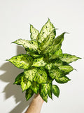 Dieffenbachia 'Mary'