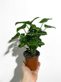 Syngonium 'Pixie Deeper'