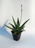 Aloe ‘Carmine’
