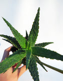 Aloe ‘Carmine’