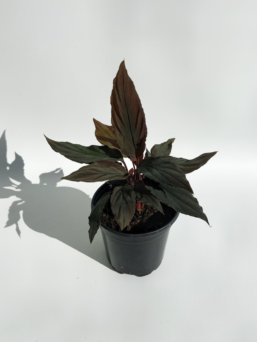 Homalomena HR6 【K0522-f3】 How to Grow & Care for Homalomena
