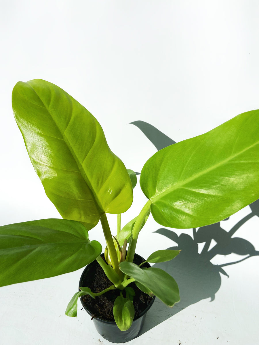 Philodendron 'Melinonii Gold' – Végétal Design Qc