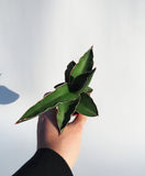 Sansevieria 'Samurai' | Snake Plant