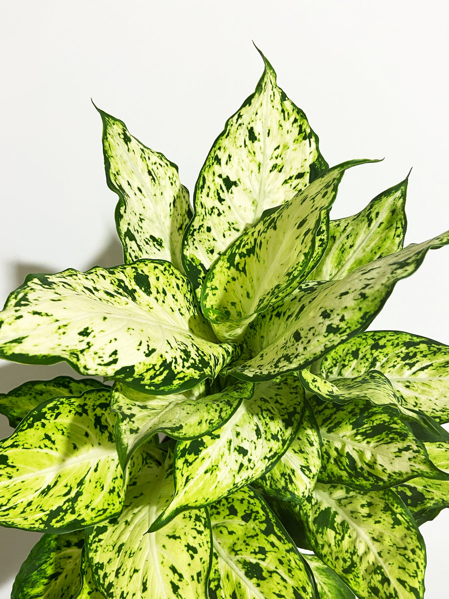 dieffenbachia maria Dieffenbachia 'Mary' – Végétal Design Qc