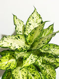 Dieffenbachia 'Mary'
