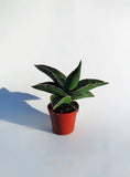 Sansevieria 'Samurai' | Snake Plant
