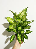 Dieffenbachia 'Mary'