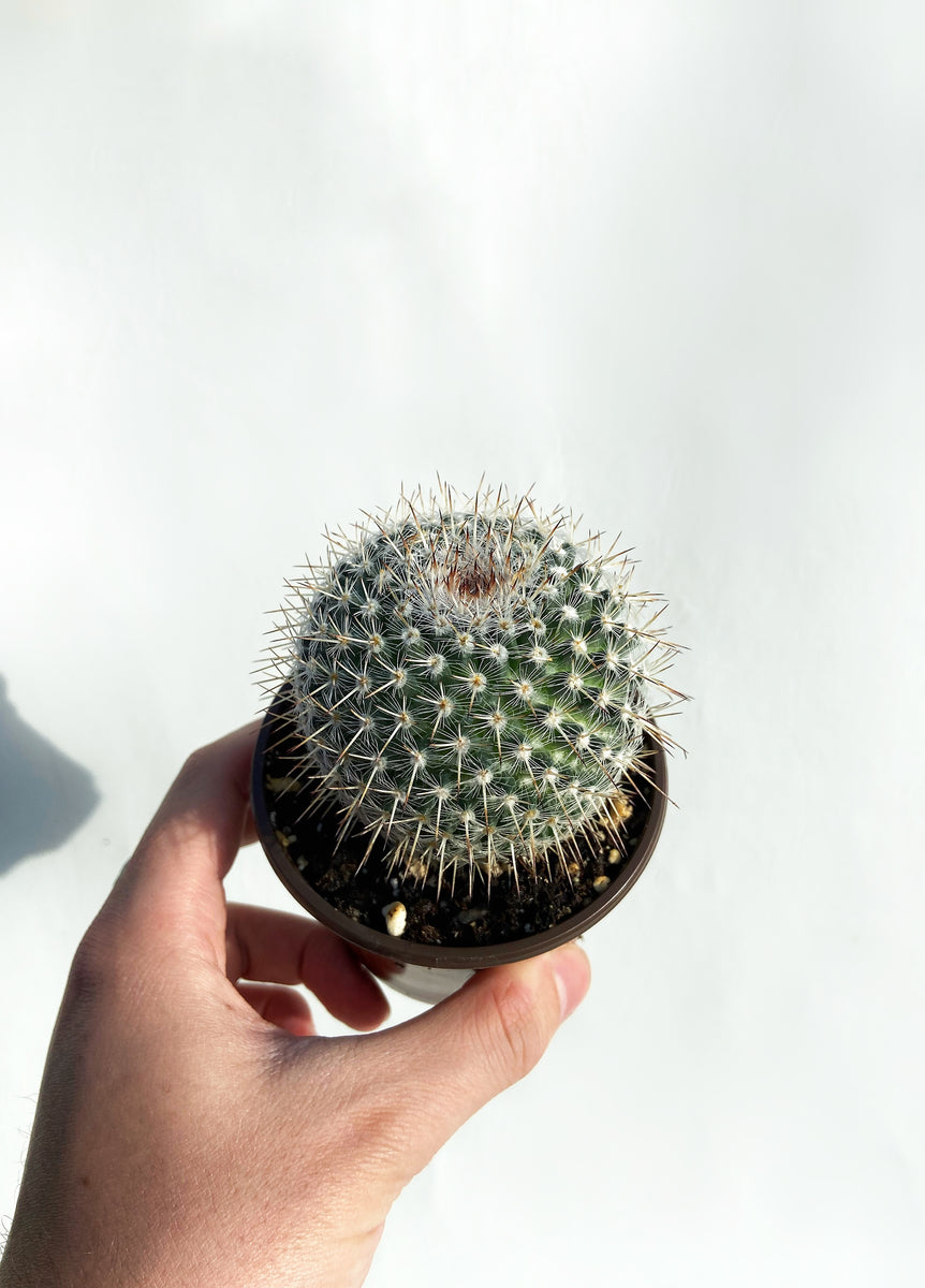 Mammillaria Muehlenpfordtii – Végétal Design Qc