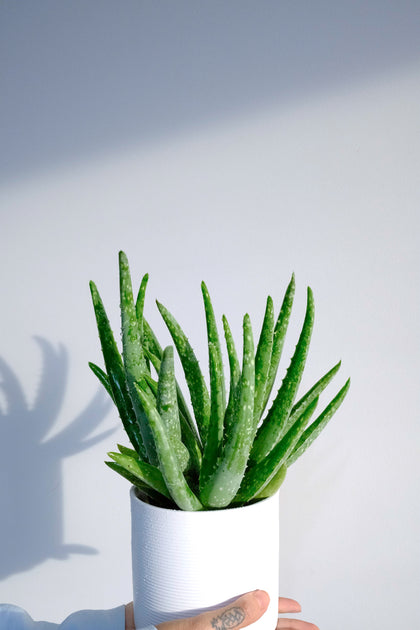 Cactus et Succulentes