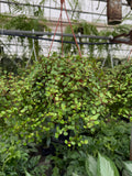 Wire Vine | Muehlenbeckia axillaris