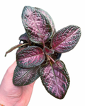 Episcia 'Purple Rain Violet'