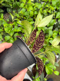 Aeschynanthus Longicaulis 'Black Pagoda'