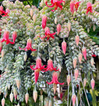 Cotyledon Pendens 'Cliff Cotyledon'
