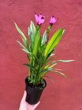 Curcuma Alismatifolia | Siam Tulip