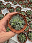 Titanopsis Calcarea