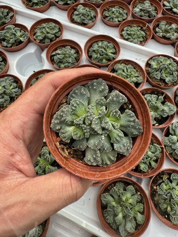 Titanopsis Calcarea