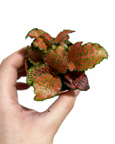 Fittonia 'Ruby Lime'