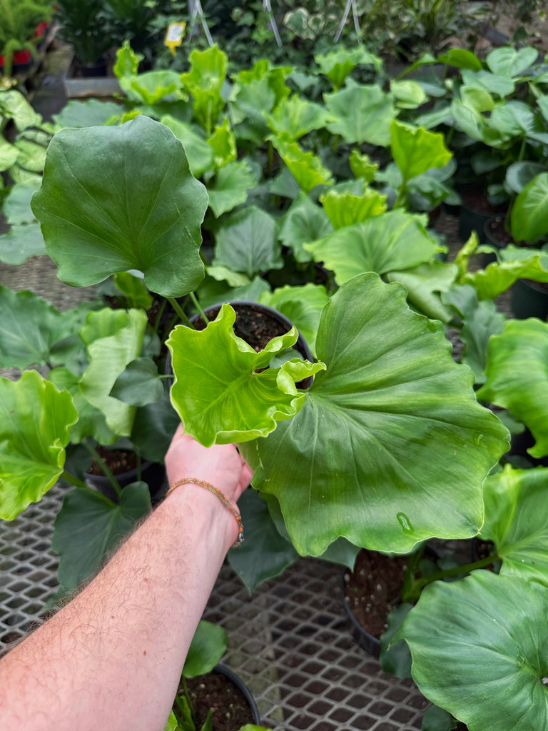 arrosage philodendron grimpant Philodendron Selloum – Végétal Design Qc