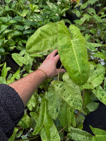 Philodendron 'Paraiso Verde'