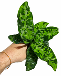 Aglaonema Pictum 'Tricolor'