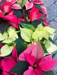 Red Poinsettia | Euphorbia pulcherrima