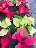 Red Poinsettia | Euphorbia pulcherrima