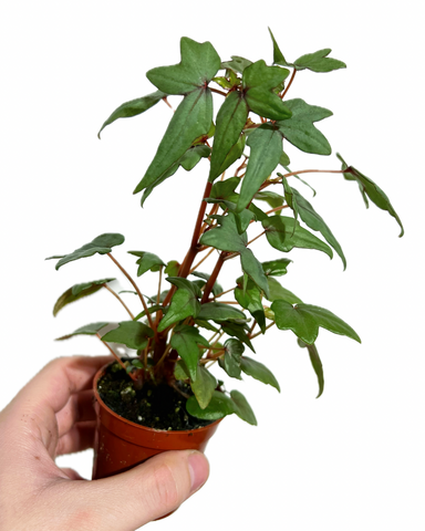 Begonia Dregei 'Partita'