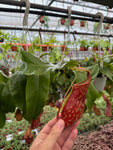Népenthès 'Gaya' | Pitcher Carnivorous Plant