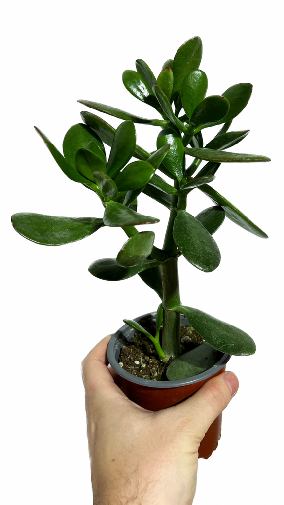 lowest temperature for jade plant Crassula Ovata