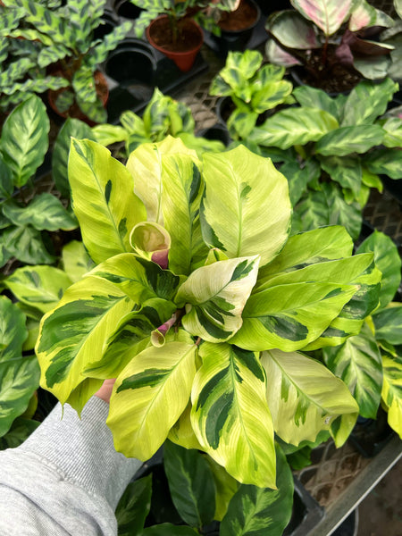 Calathea Lietzei 'Yellow Fusion' – Végétal Design Qc