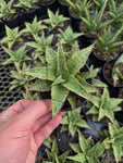 Sansevieria 'Snowflake'