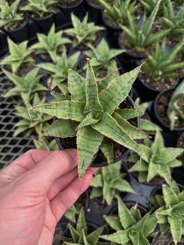 Sansevieria 'Snowflake'