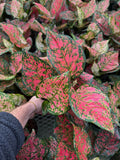 Aglaonema 'Red Valentine'