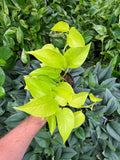 Epipremnum aureum 'Neon' | Pothos 'Néon'