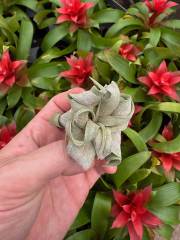 Tillandsia Streptophylla