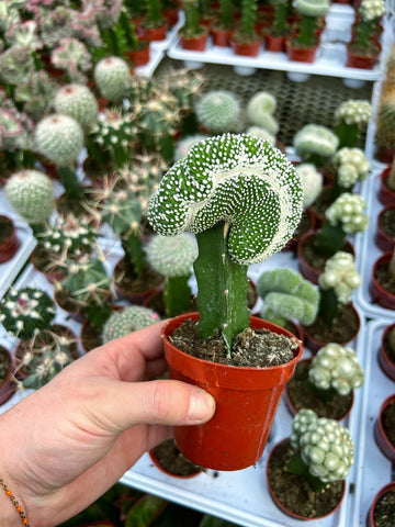 Cactus Greffé #10