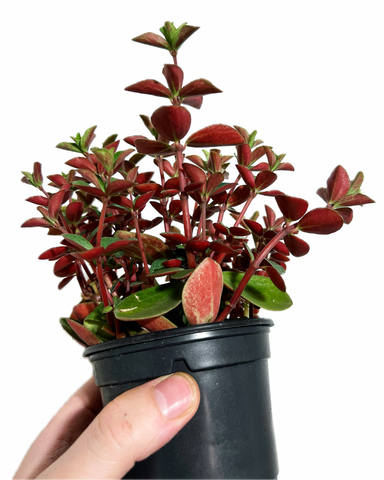 red log succulent Peperomia Verticillata