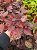 Iresine Herbstii 'Rich Red Star'