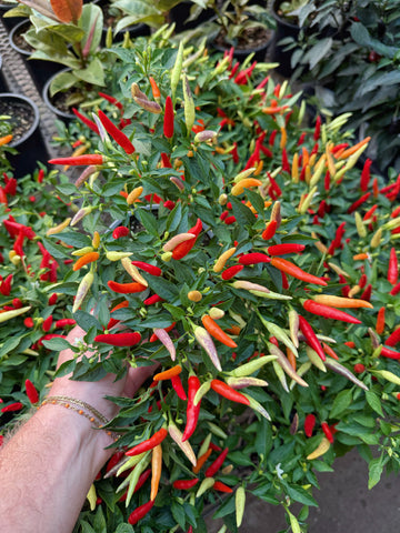 Sweet and Chili Pepper | Piment d'ornement