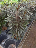 Plerandra Elegantissima