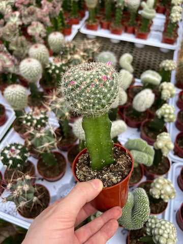 Cactus Greffé #11