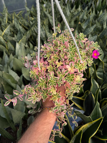 Portulaca Oleracea Variegata 'Pink'