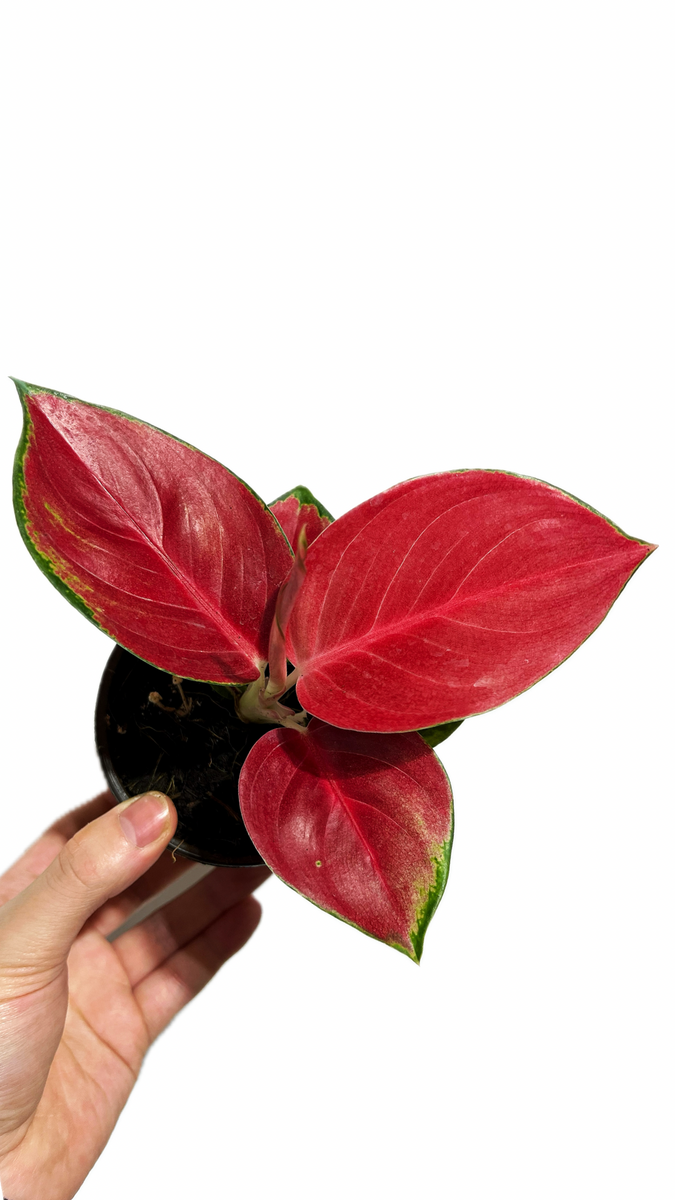 Aglaonema 'King Red' – Végétal Design Qc