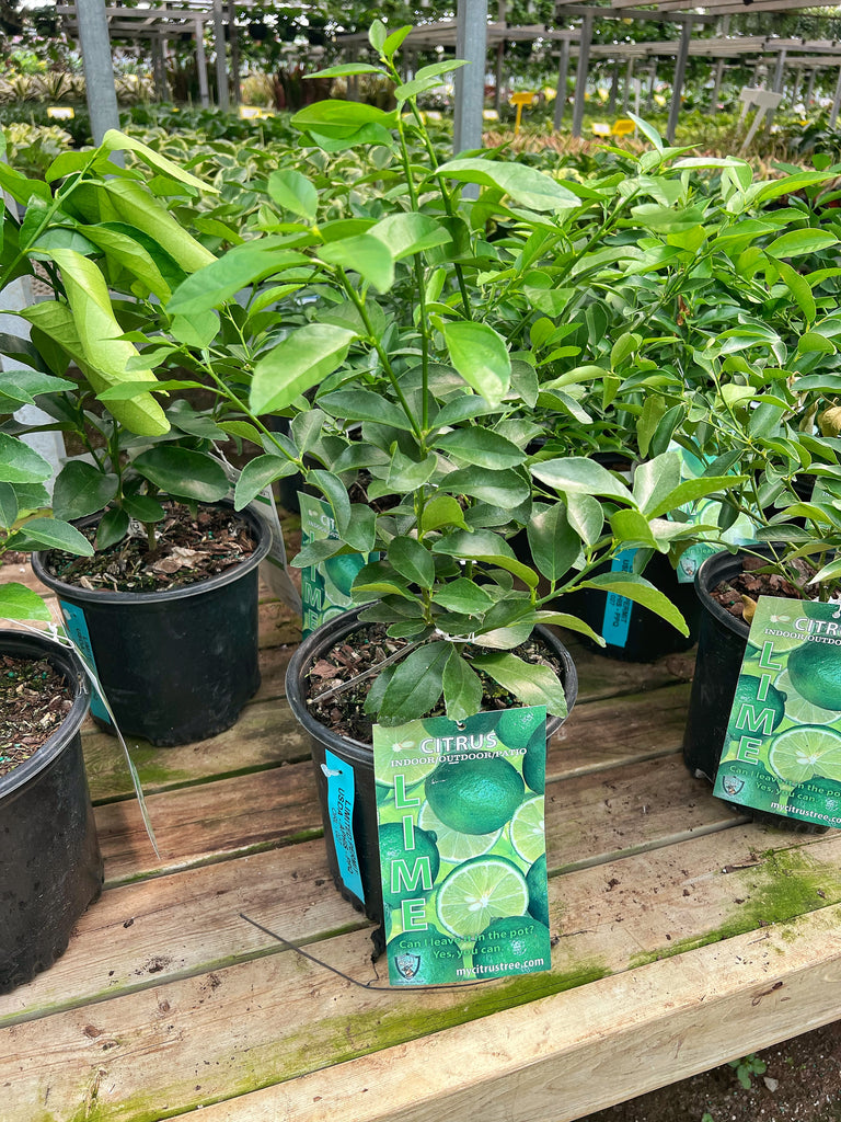 lime plant indoor Lime tree | Lime Tree