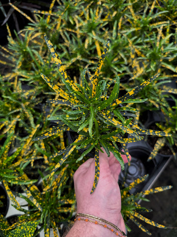 Croton 'Gold Dust' (Thin leaves) | Codiaeum
