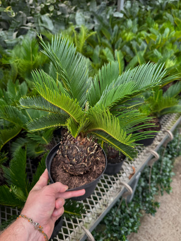 Cycas Revoluta