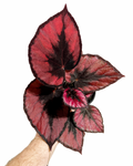 Begonia Rex 'Red Kiss' | Bégonia