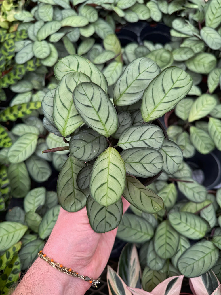 ctenanthe burle-marxii - fishbone prayer plant Ctenanthe 'Burle-Marxii' | Prayer Plant