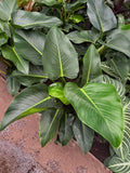Philodendron Green Congo